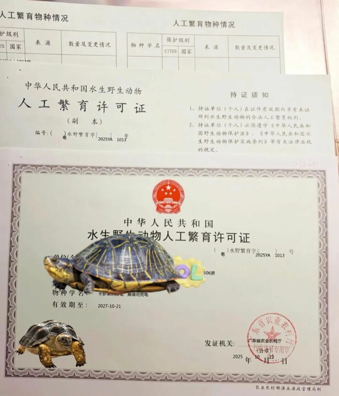 乌龟养殖证(水生动物繁育证)如何办?流程、条件、材料全解析!