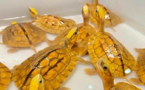 金枪头金钱龟价格：最新行情揭秘，有望降至 500 元！