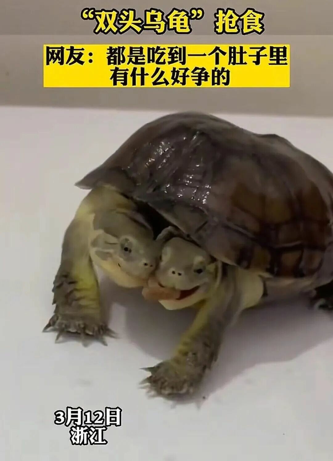 双頭亀がなんと成長!寿命は?双頭の独立思考、誰が制御するのか?