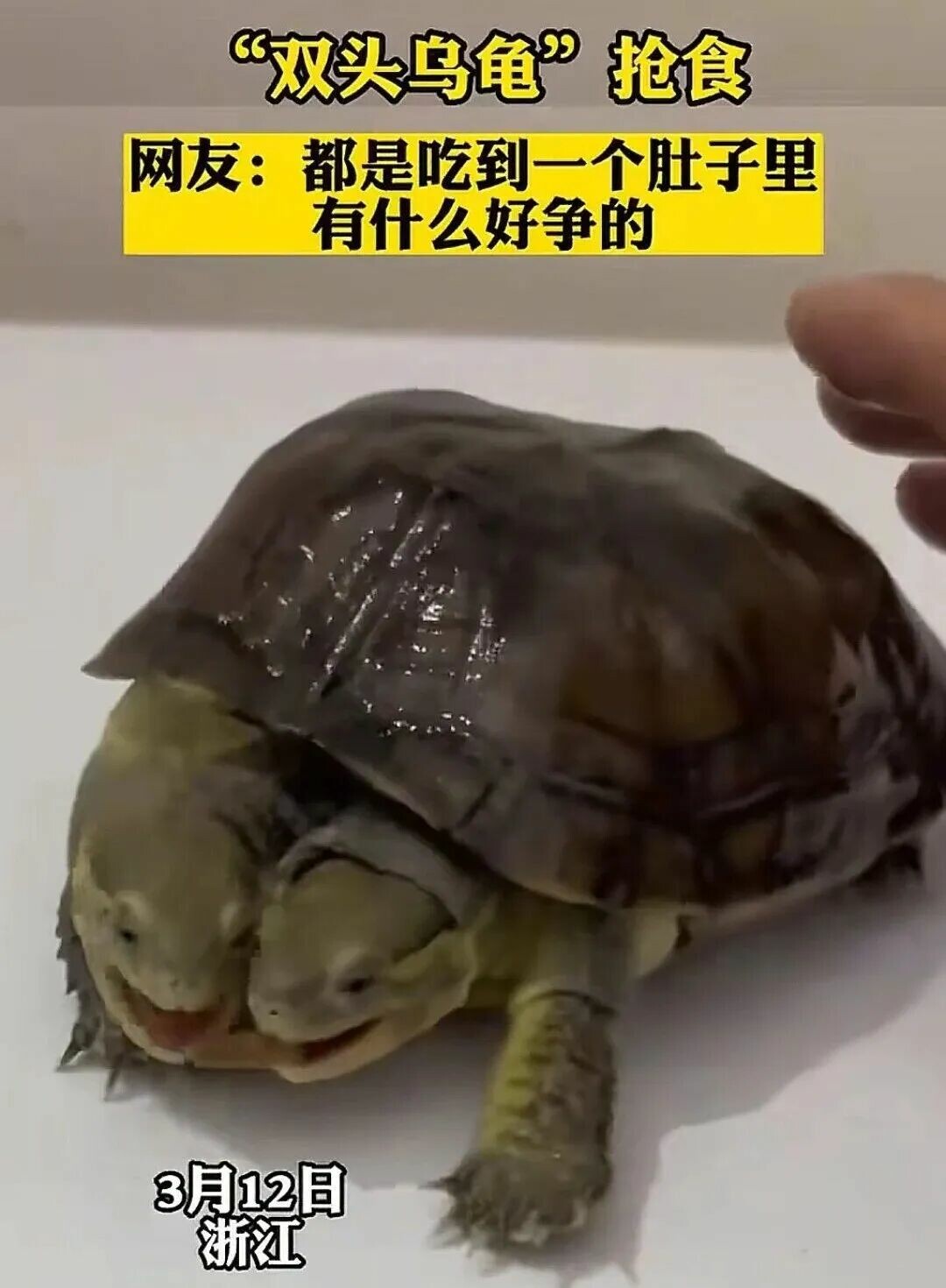 双頭亀がなんと成長!寿命は?双頭の独立思考、誰が制御するのか?