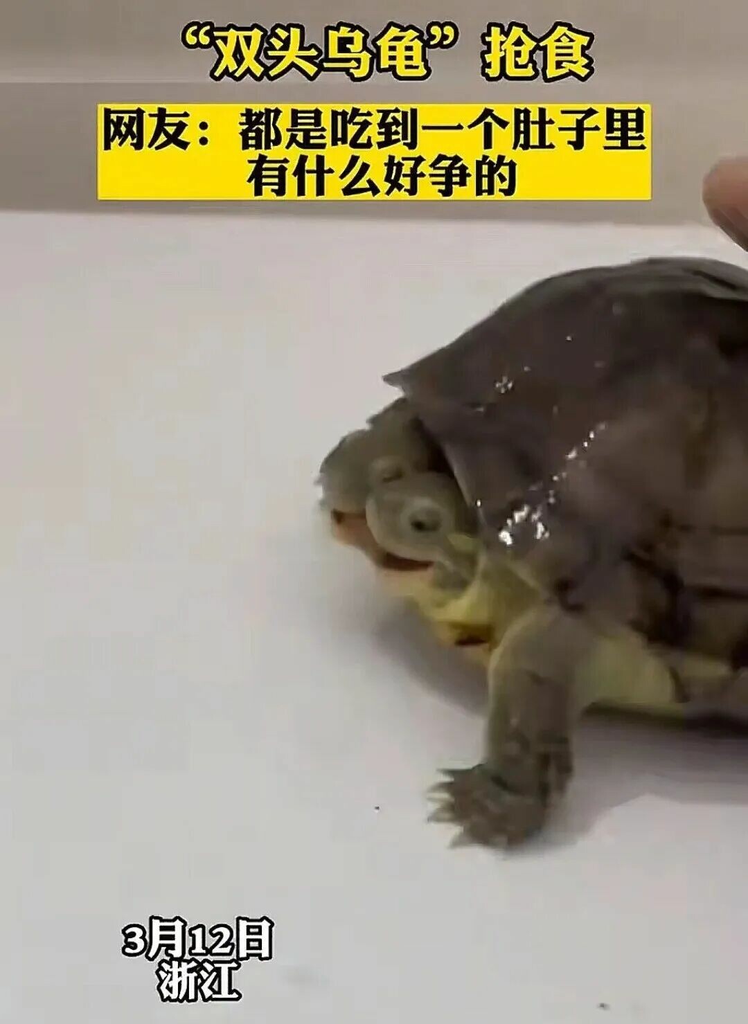 双頭亀がなんと成長!寿命は?双頭の独立思考、誰が制御するのか?
