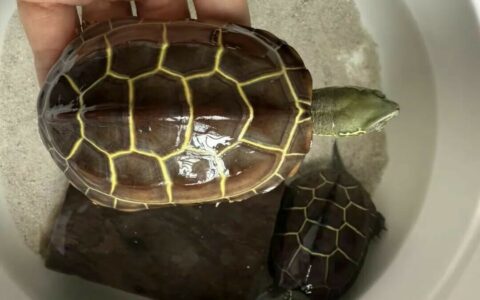 新手秋季养龟防病：3 大关键点，助乌龟健康过冬！