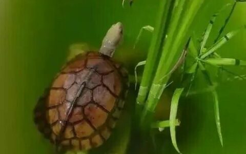 绿水养龟到底好不好？优缺点全解析，它真的适合你的龟吗？