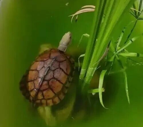 Is Green Water Turtle Keeping Actually Good? A Full Analysis of Pros and Cons—Is It Really Suitable for Your Turtle?