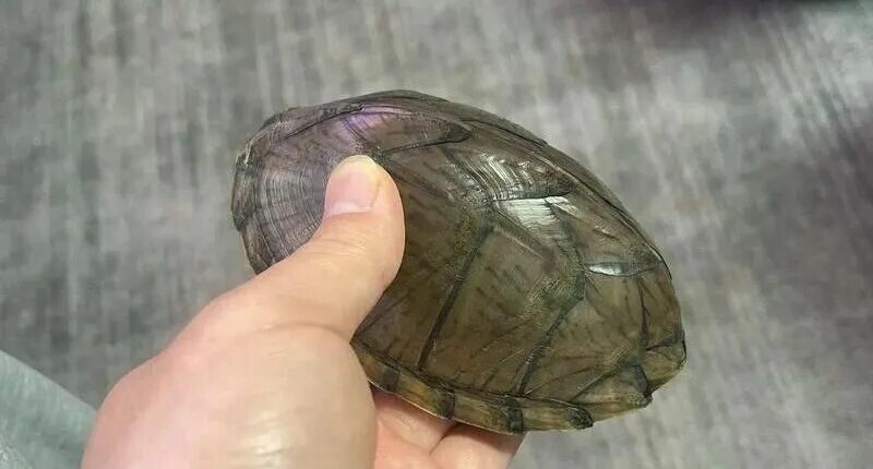 剃刀龟温室与冷水怎么分？掌握 4 大特征，避坑不被骗！