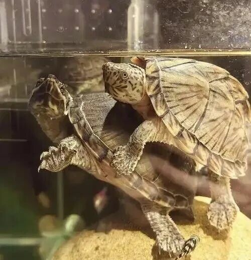 剃刀龟温室与冷水怎么分？掌握 4 大特征，避坑不被骗！