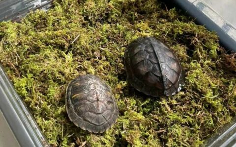 乌龟怎么冬眠？3 种方法详解，温度、时间全掌握
