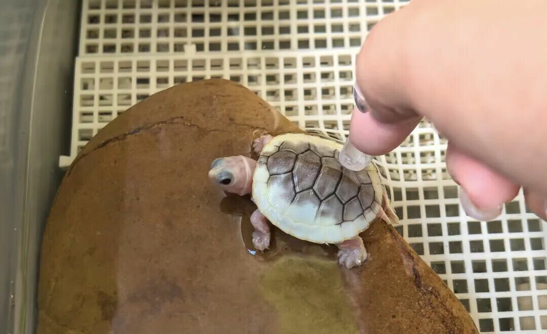 カメ飼育初心者、死なせるのが怖い?ニオイガメを選んで、飼育のコツを掴めば楽勝!