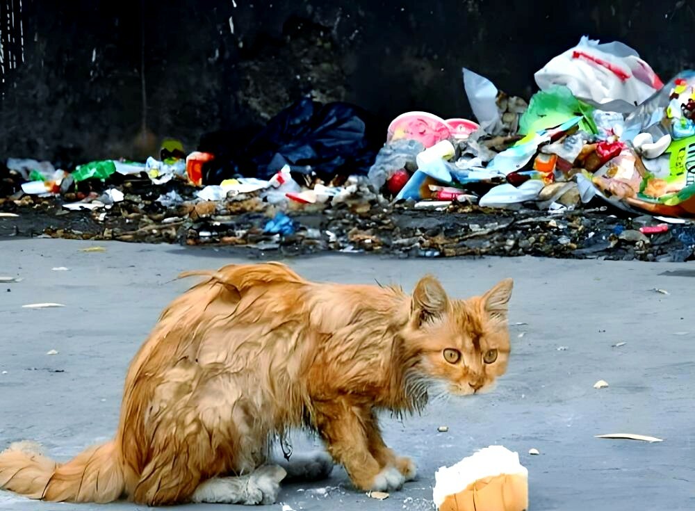 中国动保立法为何难产？揭秘动物保护沦为“生意”的真相