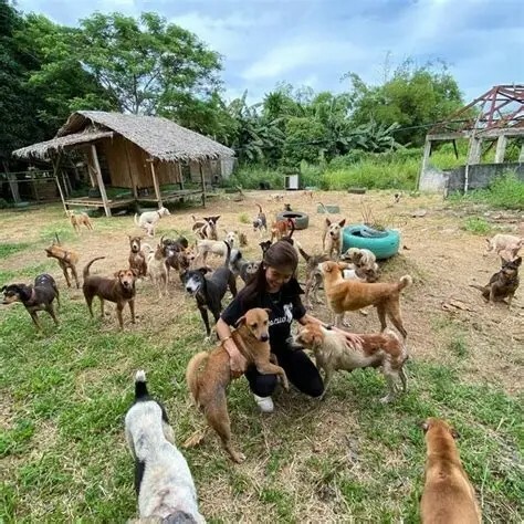 中国动保立法为何难产？揭秘动物保护沦为“生意”的真相