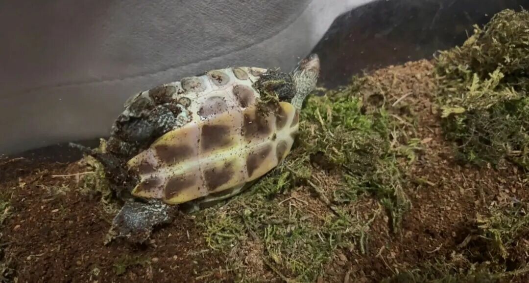 カメ飼育の落とし穴回避ガイド:初心者が知っておくべき 10 の豆知識と冬の餌やり