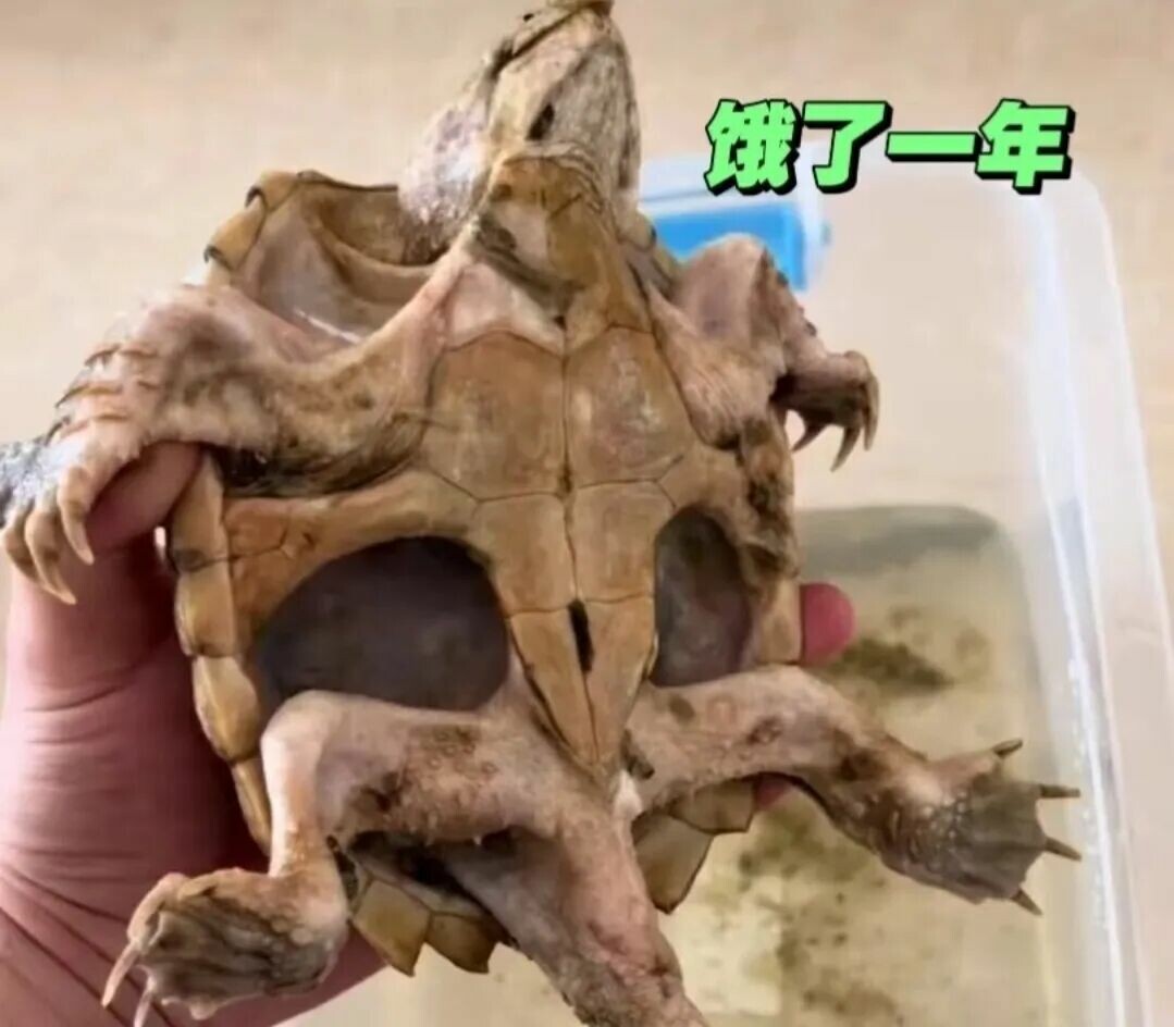 カメ飼育の落とし穴回避ガイド:初心者が知っておくべき 10 の豆知識と冬の餌やり