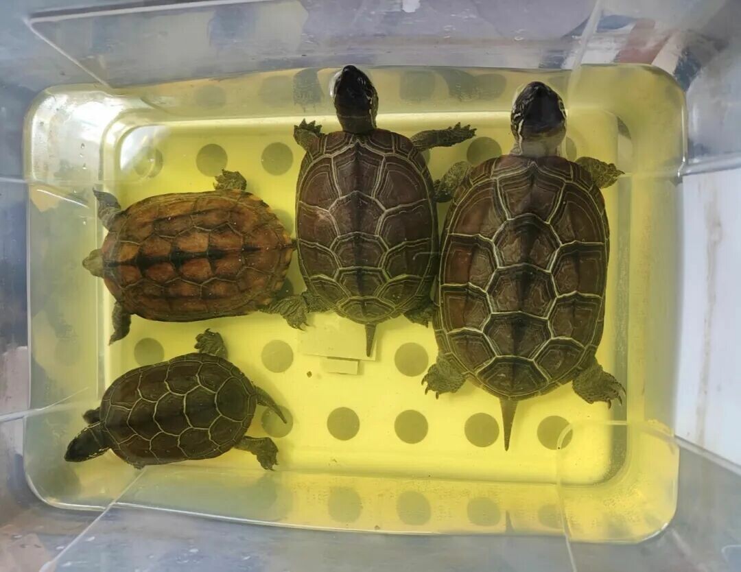 カメ飼育の落とし穴回避ガイド:初心者が知っておくべき 10 の豆知識と冬の餌やり