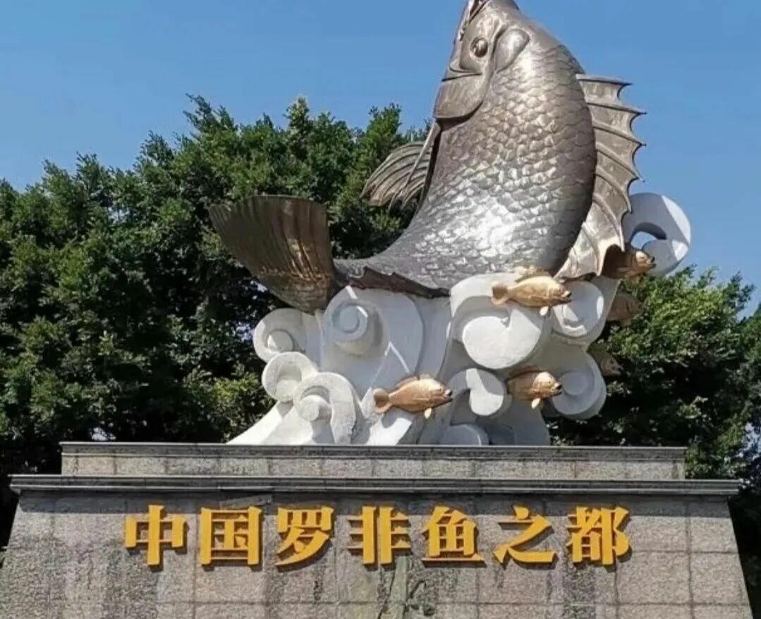 Image of 罗非鱼 