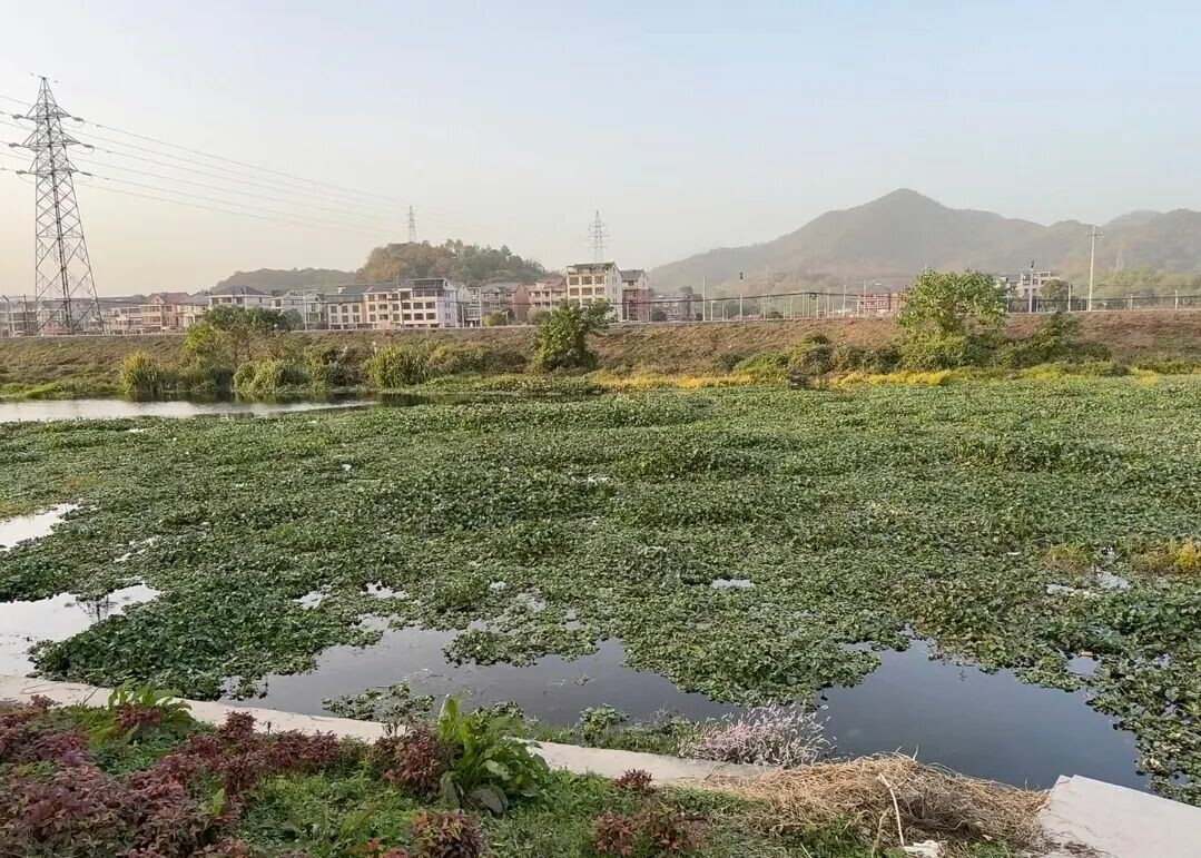Image of 水葫芦 