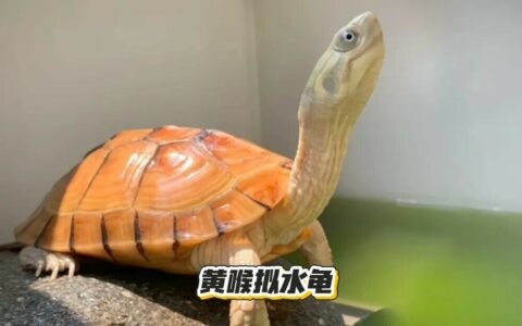 黄喉拟水龟饲养指南：品种区分、冬眠与品相挑选全解析