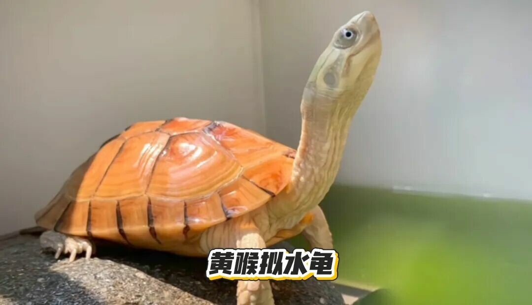 黄喉拟水龟饲养指南:品种区分、冬眠与品相挑选全解析