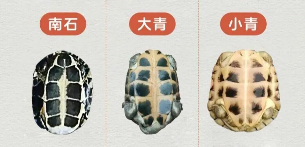黄喉拟水龟饲养指南:品种区分、冬眠与品相挑选全解析