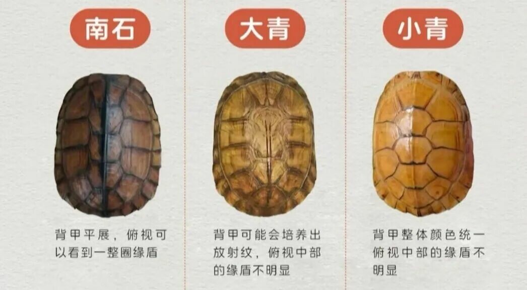 黄喉拟水龟饲养指南:品种区分、冬眠与品相挑选全解析
