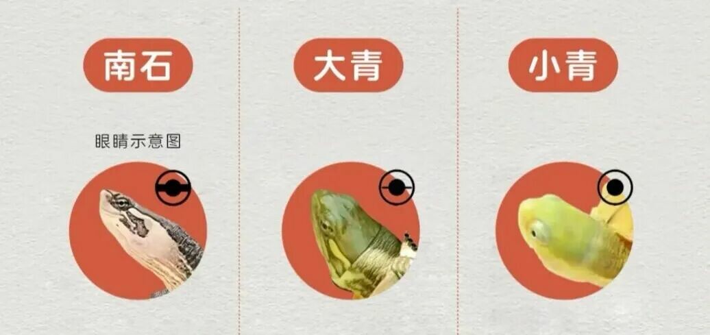 黄喉拟水龟饲养指南:品种区分、冬眠与品相挑选全解析