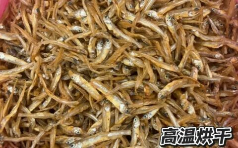 乌龟小鱼干别喂错！高温烘干危害大，健康挑选指南