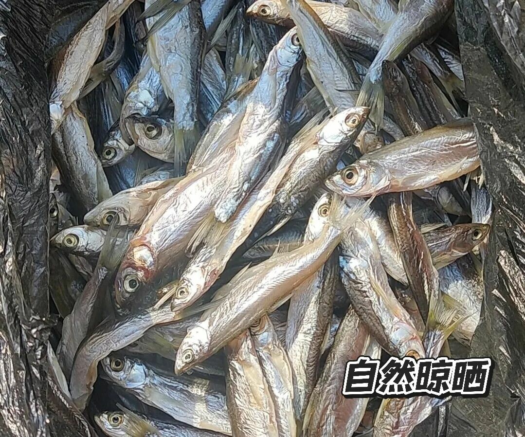 乌龟小鱼干别喂错!高温烘干危害大,健康挑选指南