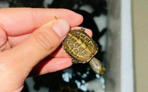 龟苗怎么养活？避开这 5 大误区，新手也能轻松养出健康龟！