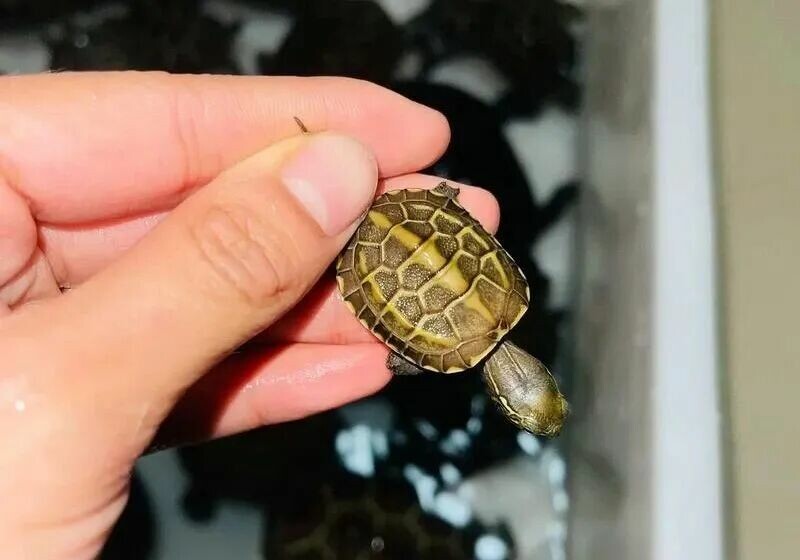 How to Keep Turtle Hatchlings Alive? Avoid These 5 Major Mistakes, and Beginners Can Easily Raise Healthy Turtles!