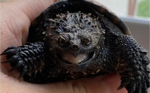 5 种奇形怪状的乌龟叫什么？鳄鱼头、猪鼻、枯叶你见过吗