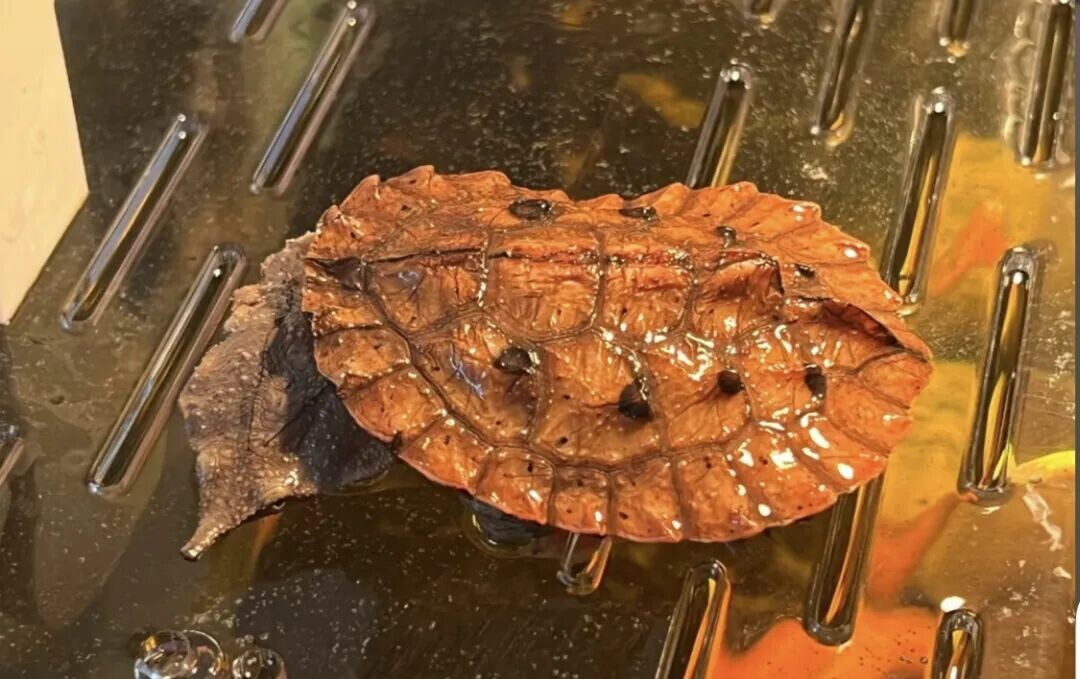 What are these 5 oddly-shaped turtles called? Have you seen the Crocodile-head, Pig-nose, or Dead-leaf?