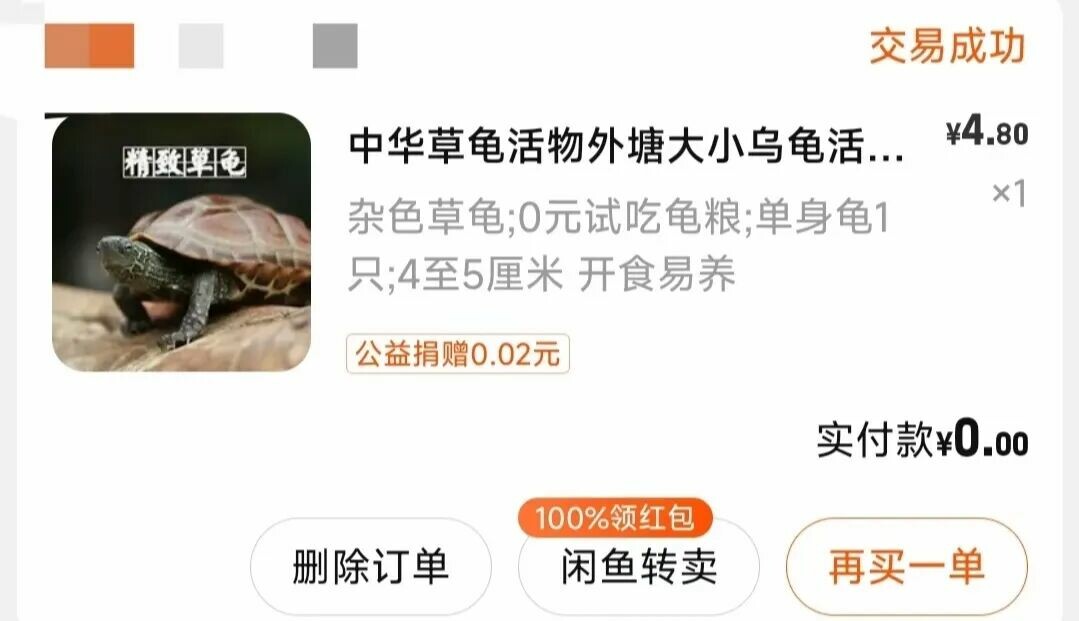 10 元高性价比乌龟：新手入门必看品种推荐