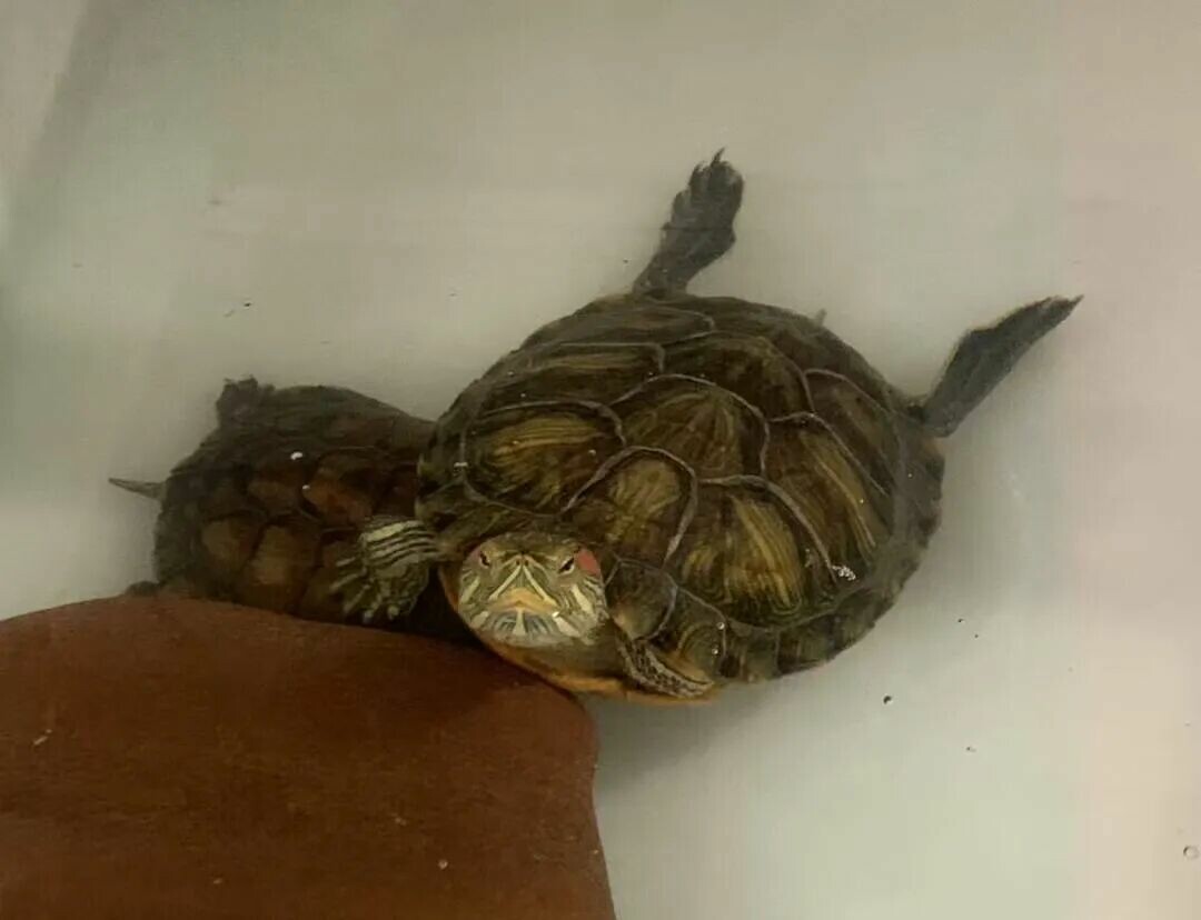 Legal Turtle Keeping: Which Lives the Longest? The Giant Asian Pond Turtle Can Live Up to 100 Years