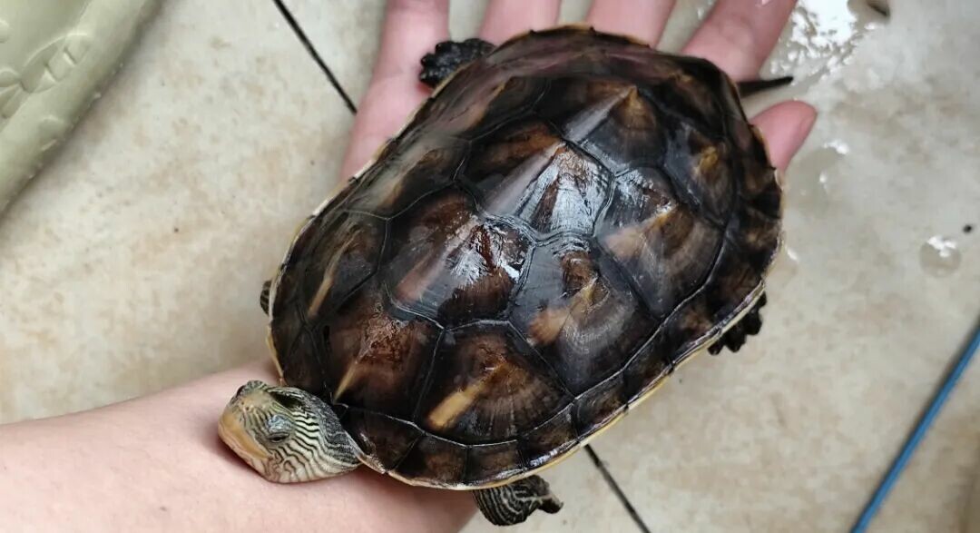 Legal Turtle Keeping: Which Lives the Longest? The Giant Asian Pond Turtle Can Live Up to 100 Years
