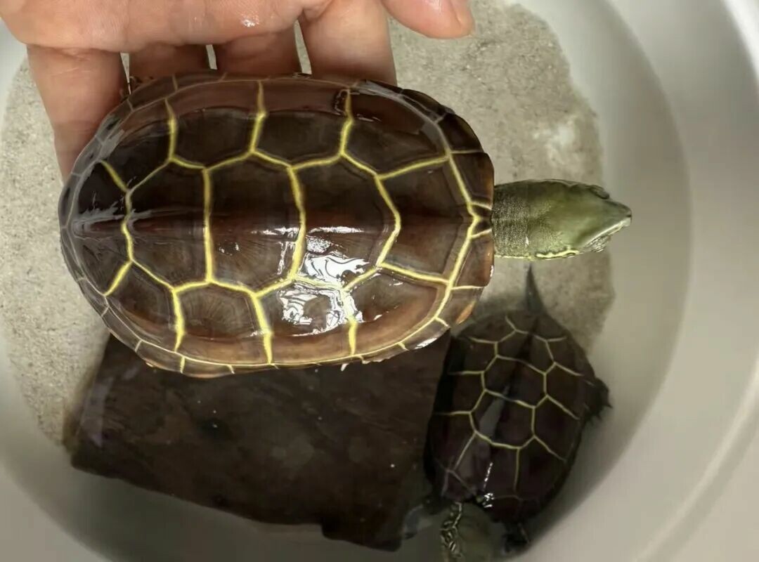 Legal Turtle Keeping: Which Lives the Longest? The Giant Asian Pond Turtle Can Live Up to 100 Years