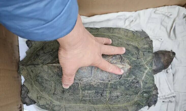合法养龟:哪种寿命最长?亚巨鳄龟最长可活 100 年