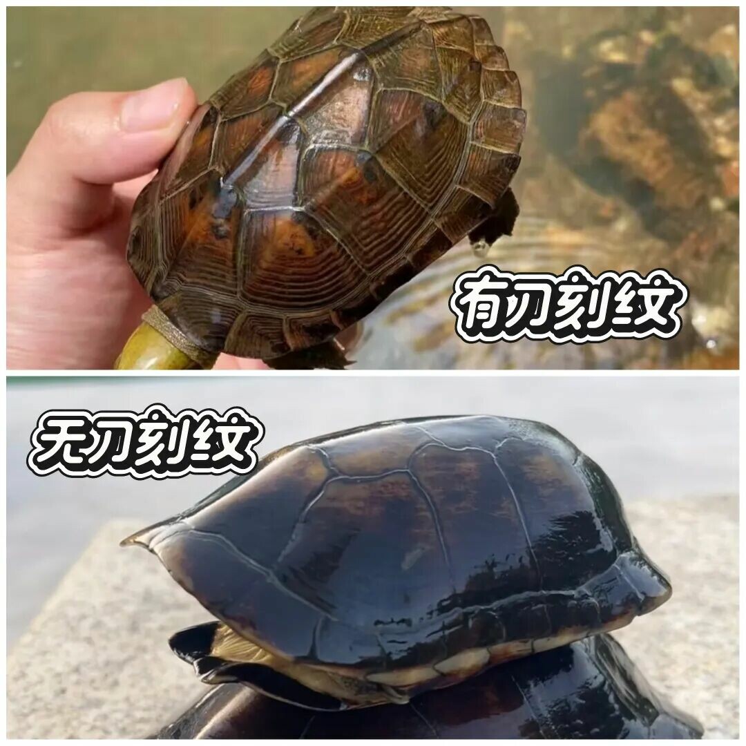 乌龟刀刻纹如何养出?形成原因与真假区分全解析