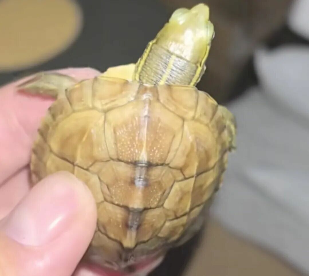 草龟能和什么龟杂交?鳄龟草龟可以交配吗?