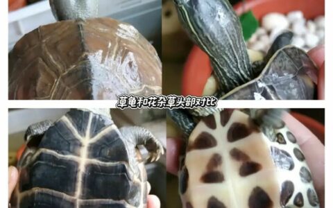 草龟能和什么龟杂交？鳄龟草龟可以交配吗？