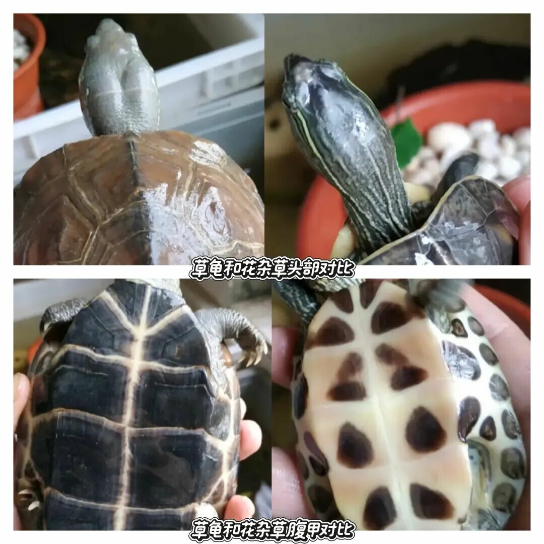 草龟能和什么龟杂交?鳄龟草龟可以交配吗?