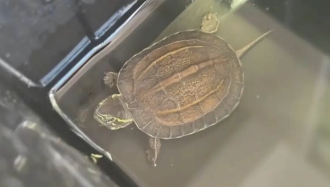 草龟能和什么龟杂交？鳄龟草龟可以交配吗？