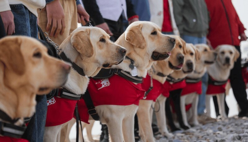 Are Guide Dogs a Scam or a Blessing for the Blind? Revealing the Truth Behind the 200,000 RMB Breeding Cost