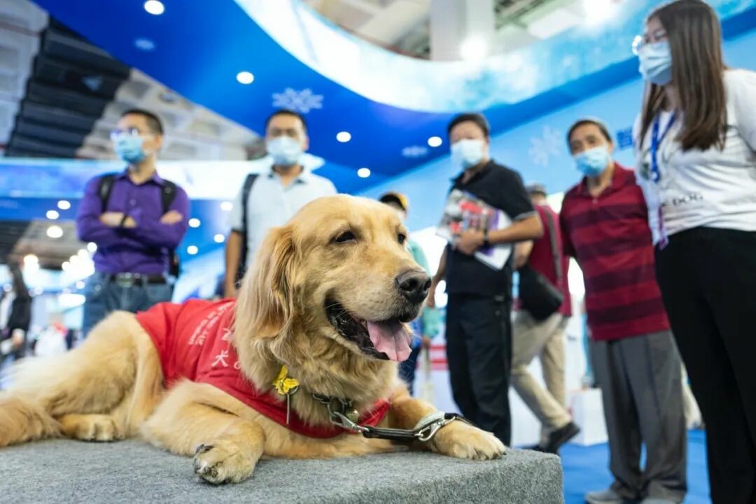 Are Guide Dogs a Scam or a Blessing for the Blind? Revealing the Truth Behind the 200,000 RMB Breeding Cost