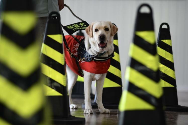 Are Guide Dogs a Scam or a Blessing for the Blind? Revealing the Truth Behind the 200,000 RMB Breeding Cost