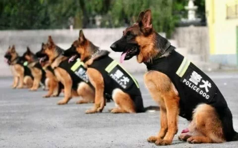Do Police Dogs Know They Are Police Dogs? Unveiling Identity and Sense of Mission Through the Eyes of Meritorious Dogs