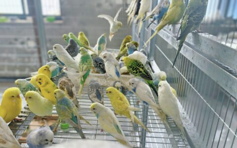 花鳥市場での鳥選び、失敗しないコツは？健康なインコを見分ける 5 つの方法