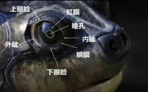 乌龟的视觉是什么样的？揭秘它们能看紫外线、懂色彩的奇幻视角
