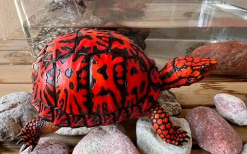 全球龟鳖类物种多样性国家排名榜：美国 88 种夺冠，中国排第几？