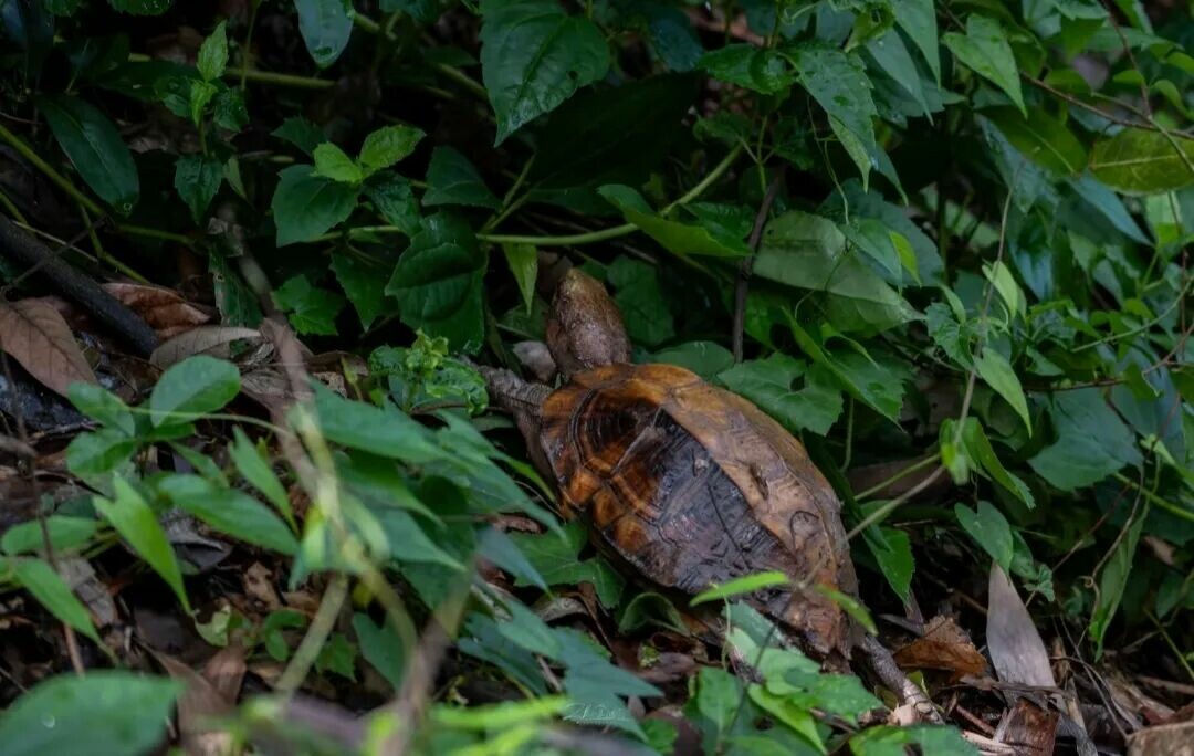 Turtles in natural habitat in Laos