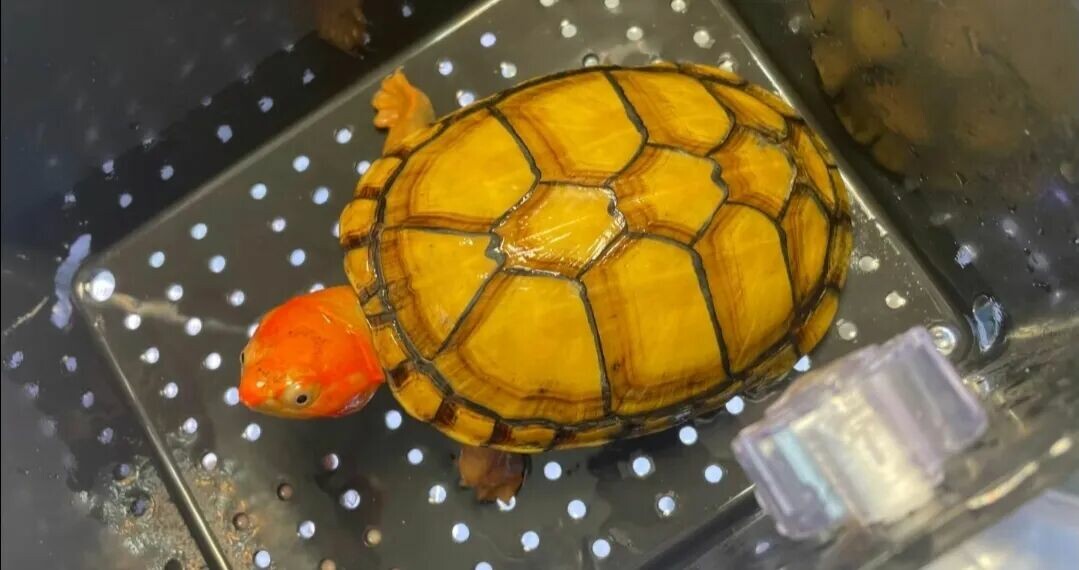Central American endemic turtles