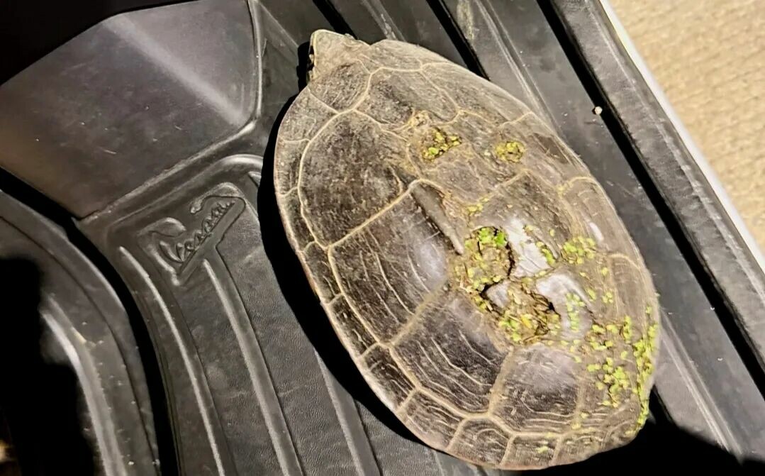 Wild Malayan Snail-eating Turtle rescued by the roadside in Thailand